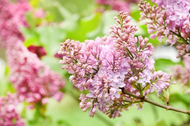 Çiçekli leylağın bahar dalı. Yüksek çözünürlüklü. Seçici odak.