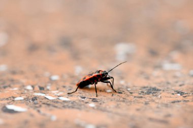 Bir kundakçı, kırmızı granitte Pyrhocoris apterus. Seçici odaklanma. Yüksek çözünürlüklü fotoğraf.