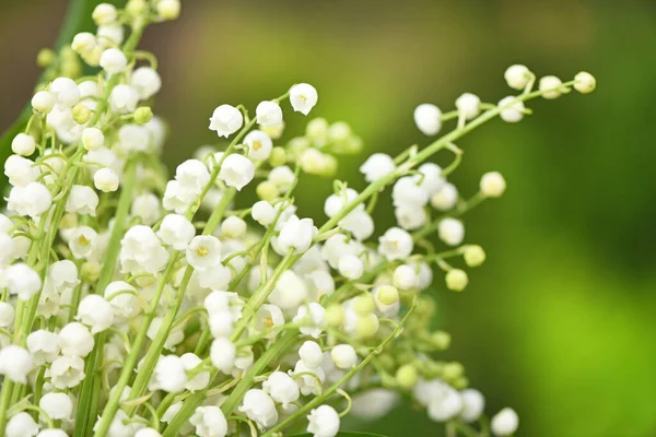 Lily Údolí Květiny Přírodní Zázemí Kvetoucími Liliemi Údolí Fotka Vysokém — Stock fotografie