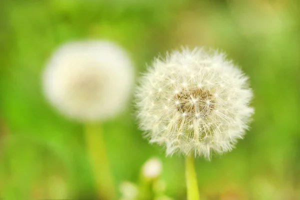 Фотография Nature Plant Fluffy Dandelion Цветущий Белый Цветок Одуванчика Фоне — стоковое фото