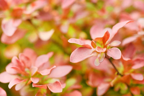 Berberis Κοινώς Γνωστό Διακοσμητικό Barberry Είναι Ένα Μεγάλο Γένος Φυλλοβόλων — Φωτογραφία Αρχείου