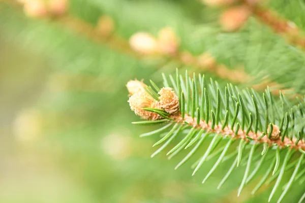 Close Van Groene Sparren Takken Als Getextureerde Achtergrond Hoge Resolutie — Stockfoto