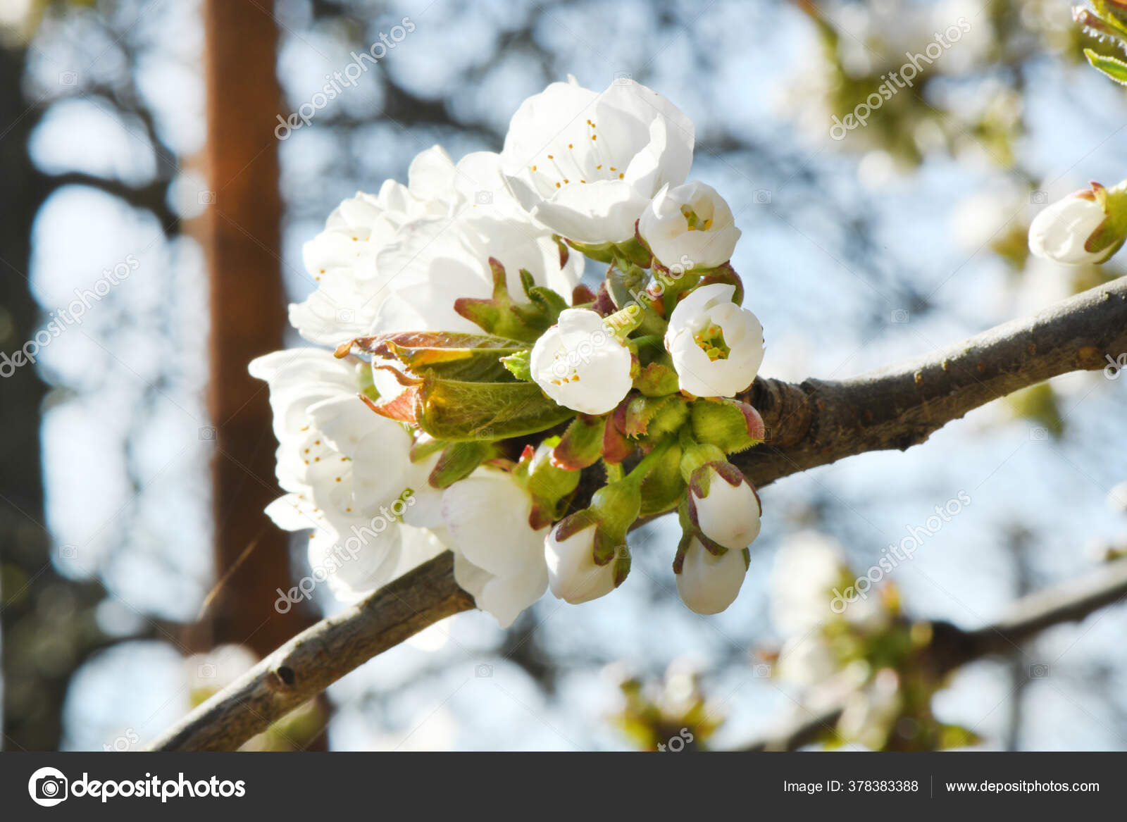 Rama Cerezo Con Flores Hojas Jóvenes Frescas Sobre Fondo Borroso: fotografía de stock © akova777 #378383388 | Depositphotos Rama Cerezo Con Flores Hojas Jóvenes Frescas Sobre Fondo Borroso: fotografía de stock © akova777 #378383388 | Depositphotos