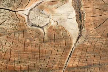 Yıllık halkalarla birlikte taze kütüğün yüzeyinin üst görüntüsü. Arka plan olarak kullanmak için. Yüksek çözünürlüklü. Tam alan derinliği.