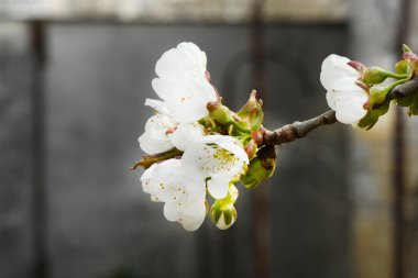 Çiçekli kiraz ağacı dalı ve diğer dalların bulanık arka planında taze taze yapraklar seçici bir odak noktasında. Yüksek çözünürlüklü fotoğraf. 
