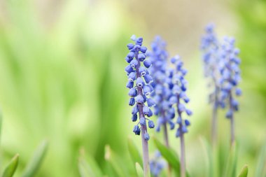 Baharda mavi muscari çiçeği ya da fare sümbülü. Seçici odaklanma. Yüksek çözünürlüklü fotoğraf.