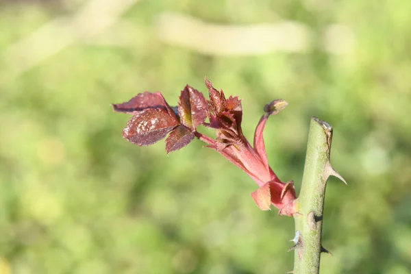 Φύλλα Τριανταφυλλιάς Μεγαλώνουν Την Άνοιξη Ευαίσθητα Νεαρά Λαχανάκια Τριανταφυλλιάς Φωτογραφία — Φωτογραφία Αρχείου
