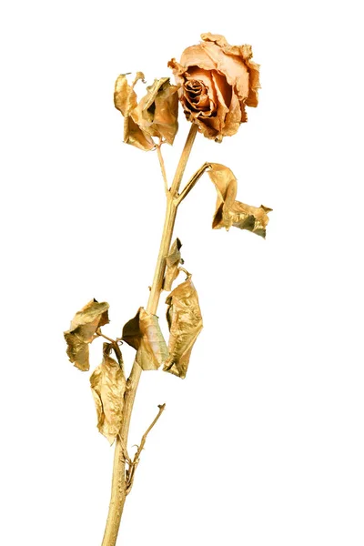 Rose Dorée Isolée Sur Blanc Tête Fleur Dorée Séchée Concept — Photo