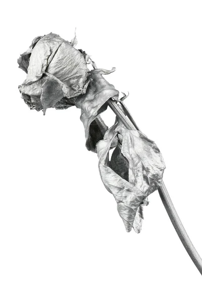 Срібна Троянда Ізольована Білому Срібна Сушена Квіткова Голова Романтична Концепція — стокове фото