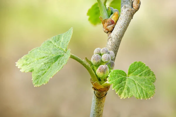 Vårskott Vinbär Vinbärsplantor Ung Grodd Vinbär Odlar Vinbär Högupplöst Foto — Stockfoto