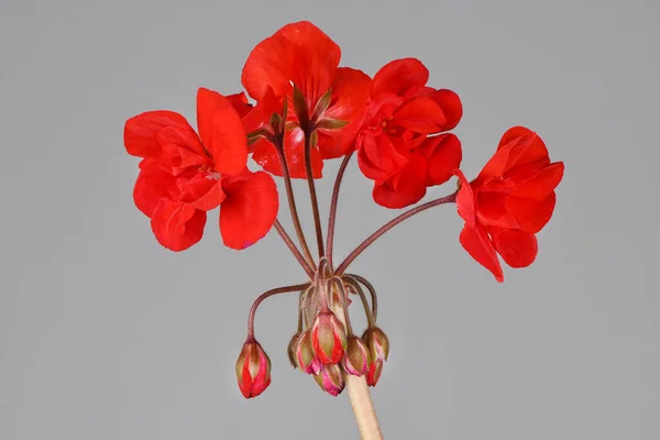 Vörös Kert Geranium Virágok Elszigetelt Szürke Háttérrel Nagy Felbontású Fotó — Stock Fotó