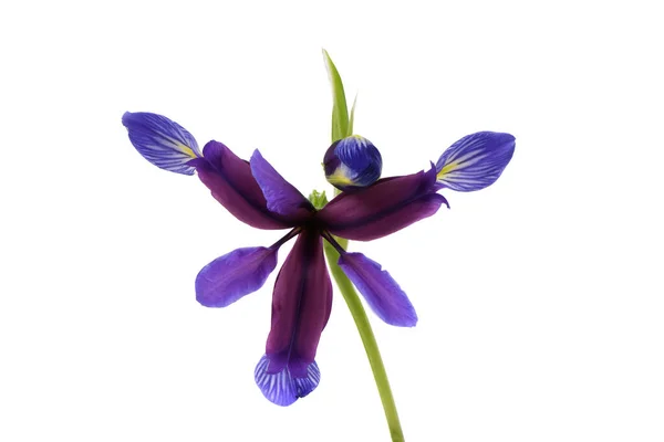 Purple Flower Iris Graminea Isolated White Background High Resolution Photo — Stock Photo, Image