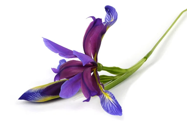 Purple Flower Iris Graminea Isolated White Background High Resolution Photo — Stock Photo, Image