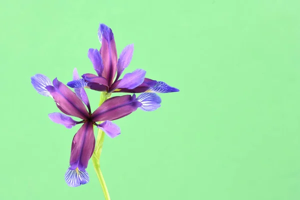 Flor Roxa Iris Graminea Isolada Sobre Fundo Verde Foto Alta — Fotografia de Stock