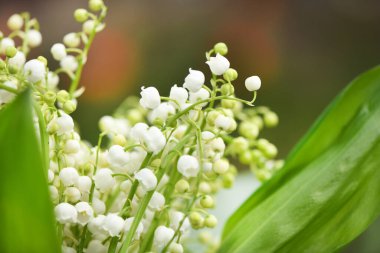 Vadideki çiçeklerin zambağı. Vadinin çiçekli zambakları ile doğal arka plan. Yüksek çözünürlüklü. Seçici odak.