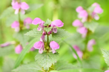 Güzel bahar çiçeği Corydalis. Yeşil bahar çayırlarında bahar çiçekleri (Corydalis) tomurcuklandı. Seçici odak noktasında ilkbahar çiçeği. Yüksek çözünürlüklü fotoğraf.