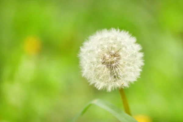 Фотография Nature Plant Fluffy Dandelion Цветущий Белый Цветок Одуванчика Фоне — стоковое фото