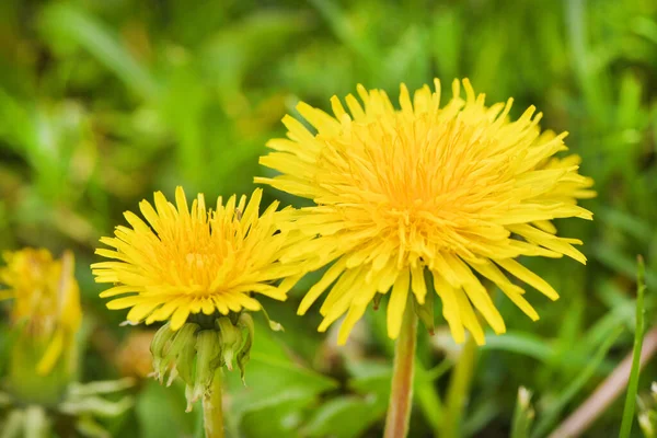 黄色的蒲公英艳丽的花朵在绿色的春天草甸的背景上绽放 高分辨率照片 有选择的重点 — 图库照片