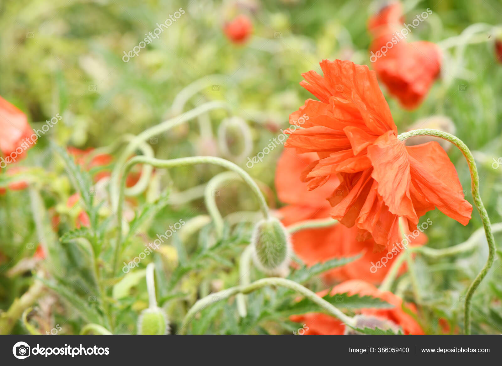 Decorative Red Poppy Background Green Garden High Resolution Photo Full Stock Photo Image By C Akova777