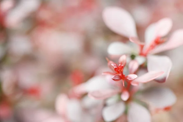 Berberis Κοινώς Γνωστό Διακοσμητικό Barberry Είναι Ένα Μεγάλο Γένος Φυλλοβόλων — Φωτογραφία Αρχείου