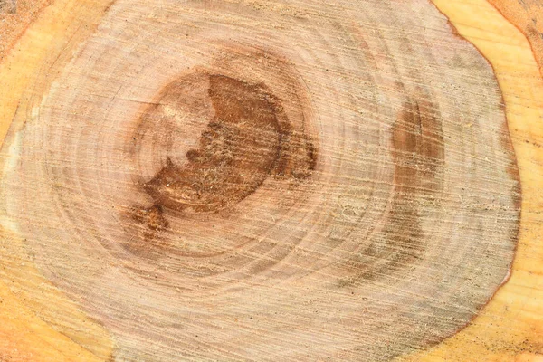 Κάτοψη Της Επιφάνειας Του Φρέσκου Κορμού Ετήσιους Δακτυλίους Closeup Για — Φωτογραφία Αρχείου