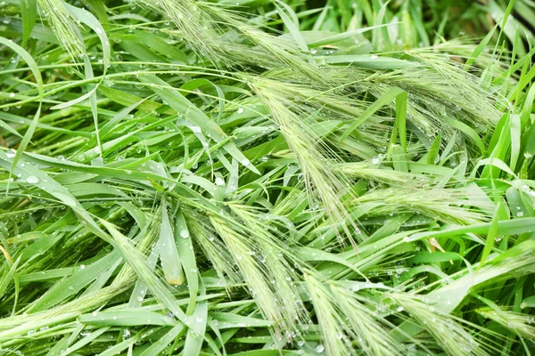 Fresh Grass Dew Drops Close High Resolution Photo Selective Focus — Stock Photo, Image