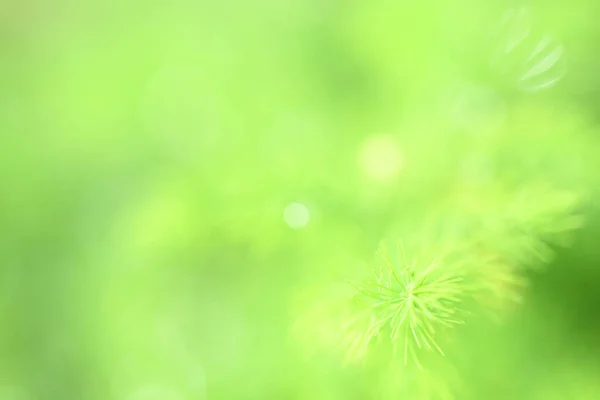 Green Plant Asparagus Brachyphullus Garden Macro Photo Dwarf Asparagus Dew — Stock Photo, Image