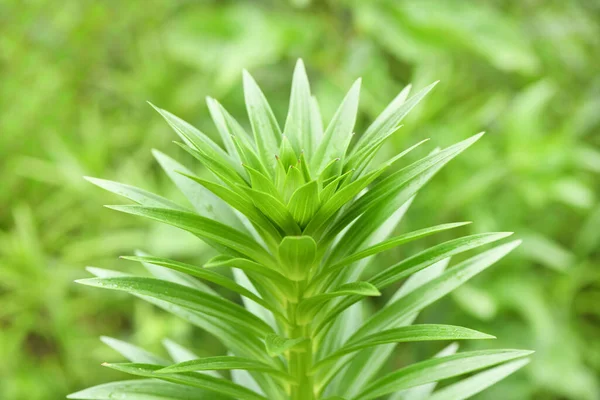 Green Sprout Lily Rain Drops Bright Spring Greens High Resolution — Stock Photo, Image