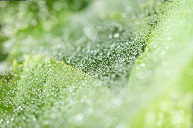 Sabahın erken saatlerinde su damlacıkları olan örümcek ağı. Yüksek çözünürlüklü. Seçici odaklanma. Sığ alan derinliği.