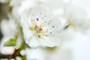 Çiçek açan kiraz. Ağaçta beyaz kiraz çiçekleri. Renkli çiçek açan bahar kiraz bahçesi. Yüksek çözünürlüklü. Seçici odak. 