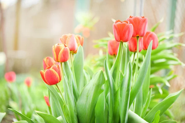 Красный Цветок Тюльпана Расцветает Фоне Расплывчатых Красных Цветов Тюльпанов Фото — стоковое фото