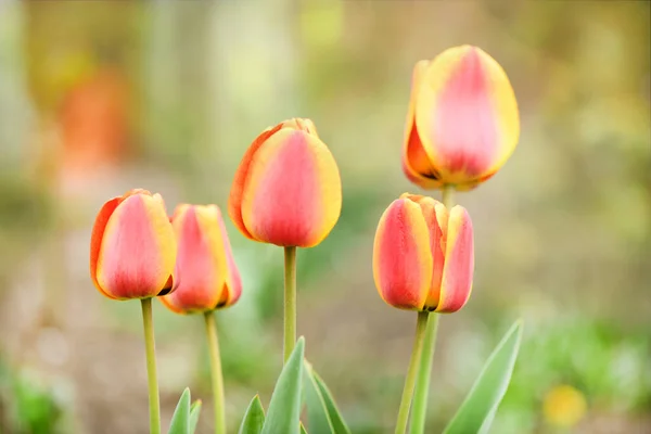 Красный Цветок Тюльпана Расцветает Фоне Расплывчатых Красных Цветов Тюльпанов Фото — стоковое фото
