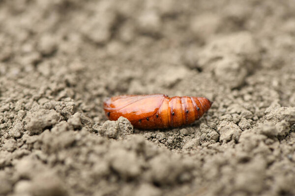 Pupa of Greater death 's head hawkmoth (Acherontia atropos) isolated on earth background