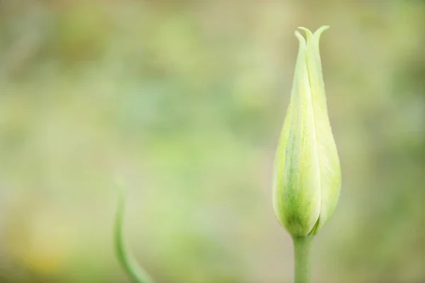 Lale Çiçeği Doğal Arka Planda Çiçek Açar Yüksek Çözünürlüklü Fotoğraf — Stok fotoğraf