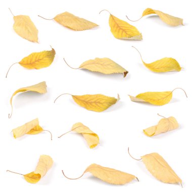 Koleksiyon grubu güzel renkli sonbahar kiraz yaprakları beyaz arkaplanda izole