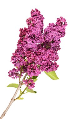 Beyaz arka planda solmuş çiçek açan leylak. Bahar leylağı. Leylak dalı. Yüksek çözünürlüklü. Tam alan derinliği.