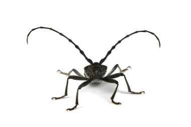 Beyaz arka planda izole edilmiş Longhorn böceği veya Cerambyx küçük (Cerambyx scopolii). Yüksek çözünürlüklü. Tam alan derinliği.