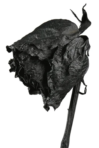 Черная Роза Изолирована Белом Черный Высохшая Цветочная Голова Романтическая Концепция — стоковое фото