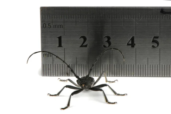 Escarabajo Cuerno Largo Cerambyx Pequeño Cerambyx Scopolii Frente Regla Metal — Foto de Stock