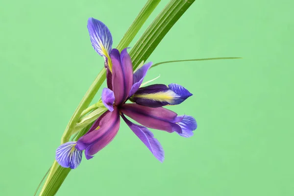 Iris Graminea Lila Virága Zöld Alapon Elszigetelve Nagy Felbontású Fotó — Stock Fotó
