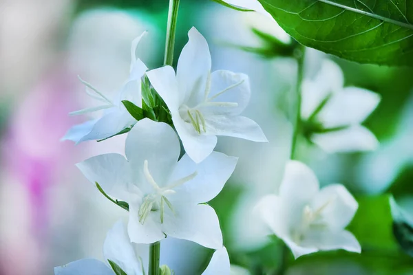 Campanula latifolia alba giant bellflower white plant. Is Latin for \