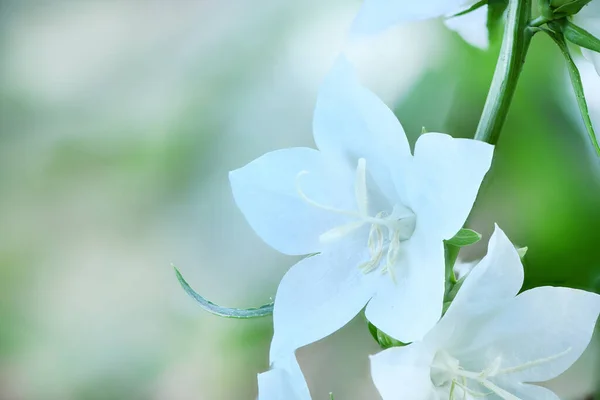 Campanula Latifolia Alba Óriás Harangvirág Fehér Növény Latinul Azt Jelenti — Stock Fotó