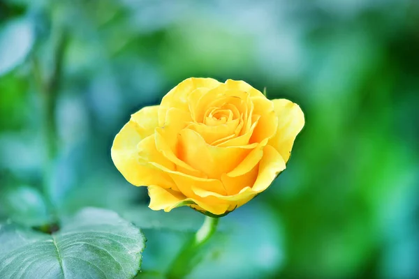 Perfecte Single Yellow Rose Met Leafs Open Ongelooflijk Mooie Gele — Stockfoto