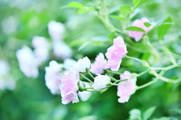 Vackra Rosa Rosor Högupplöst Foto Selektivt Fokus Grunt Skärpedjup — Stockfoto