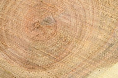Yıllık halkalarla birlikte taze kütüğün yüzeyinin üst görüntüsü. Arka plan olarak kullanmak için. Yüksek çözünürlüklü. Tam alan derinliği.