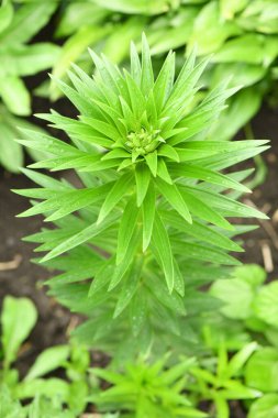 Yağmurda düşen yeşil bir zambak filizi. Parlak bahar yeşillikleri. Yüksek çözünürlüklü. Seçici odaklanma. Sığ alan derinliği.