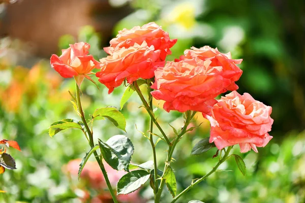 Розовые Розы Фото Высокого Разрешения Выборочный Фокус Мелкая Глубина Резкости — стоковое фото