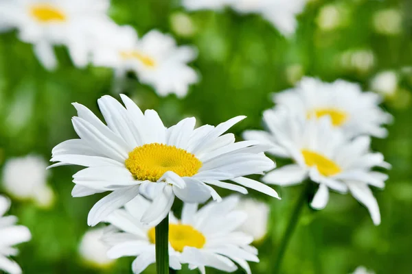 Heřmánkový Květ Zelené Louce Sedmikrásky Dox Eye Common Daisy Dog — Stock fotografie