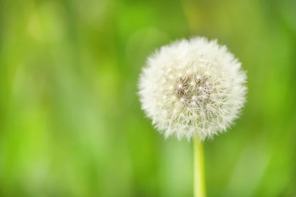 Фотография Nature Plant Fluffy Dandelion Цветущий Белый Цветок Одуванчика Фоне — стоковое фото