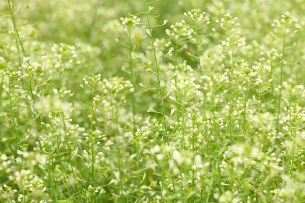 Bílé Květy Pastýřské Kabelky Latinské Jméno Capsella Bursa Pastoris Mýtina — Stock fotografie